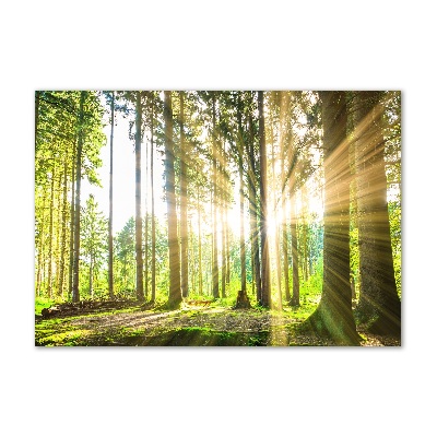 Quadro vetro acrilico Foresta al sole