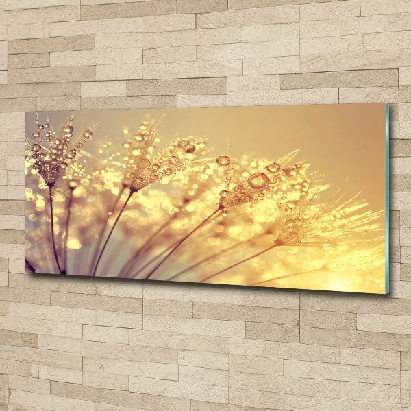 Quadro su vetro acrilico Semi di tarassaco