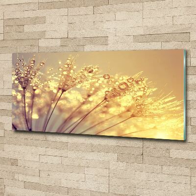 Quadro su vetro acrilico Semi di tarassaco