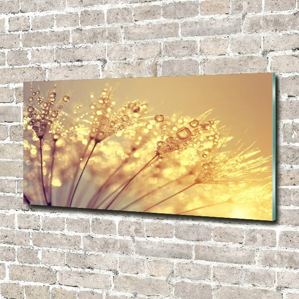 Quadro su vetro acrilico Semi di tarassaco
