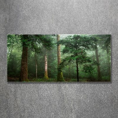 Quadro vetro acrilico Nebbia nella foresta