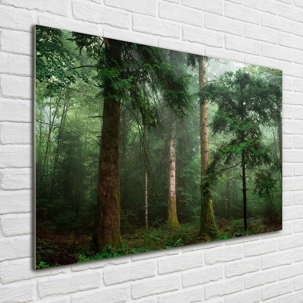 Quadro vetro acrilico Nebbia nella foresta