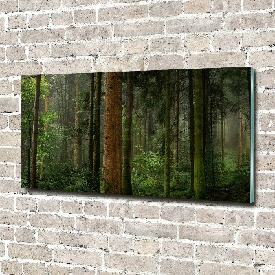 Quadro su vetro acrilico Nebbia nella foresta