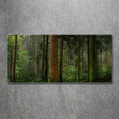 Quadro su vetro acrilico Nebbia nella foresta