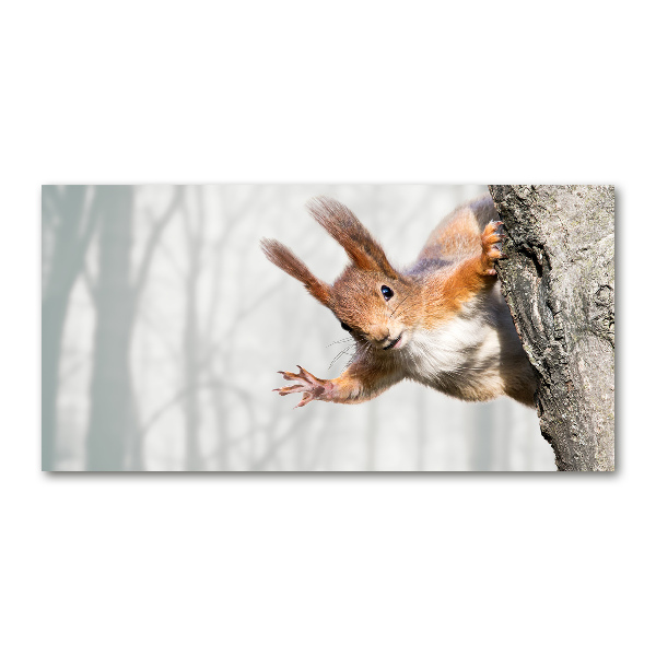 Quadro vetro acrilico Scoiattolo