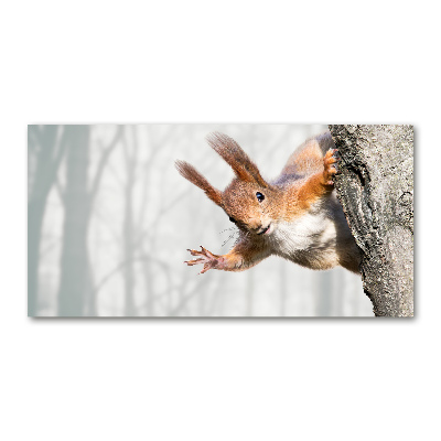 Quadro vetro acrilico Scoiattolo