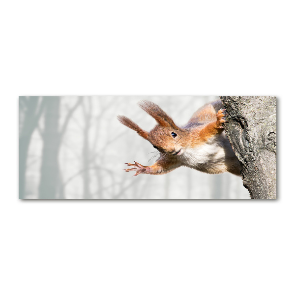 Quadro vetro acrilico Scoiattolo