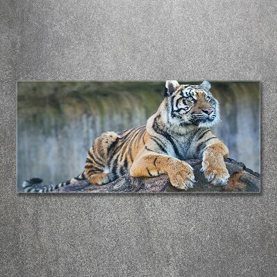 Quadro su vetro acrilico Tigre