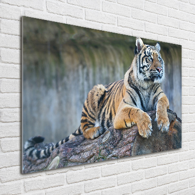 Quadro su vetro acrilico Tigre
