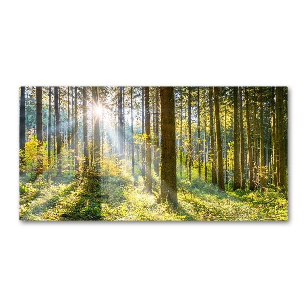 Quadro vetro acrilico Foresta al sole