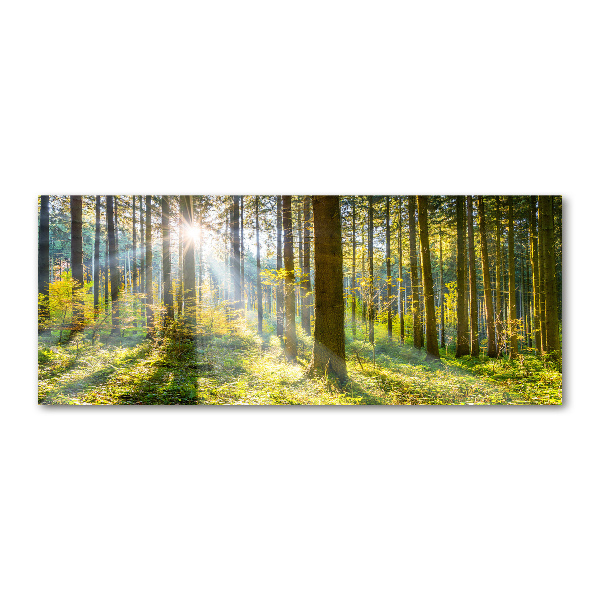 Quadro vetro acrilico Foresta al sole