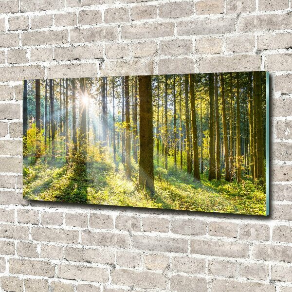 Quadro vetro acrilico Foresta al sole