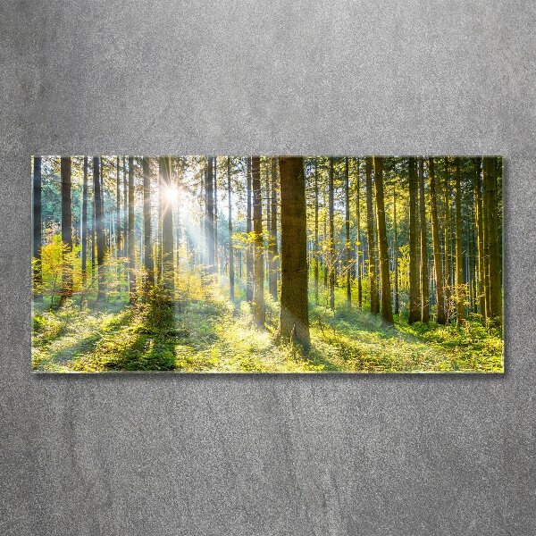 Quadro vetro acrilico Foresta al sole