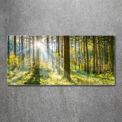 Quadro vetro acrilico Foresta al sole