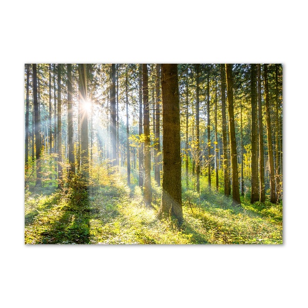 Quadro vetro acrilico Foresta al sole