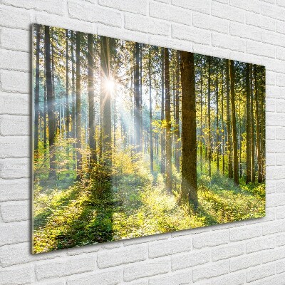Quadro vetro acrilico Foresta al sole