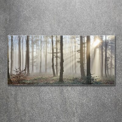 Quadro vetro acrilico Nebbia nella foresta