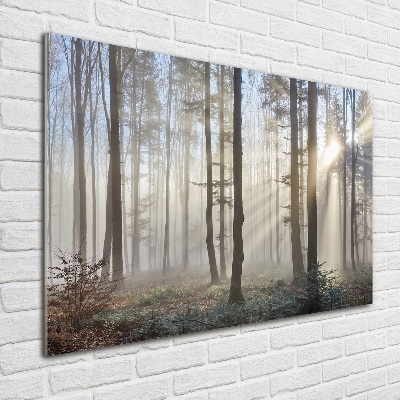 Quadro vetro acrilico Nebbia nella foresta