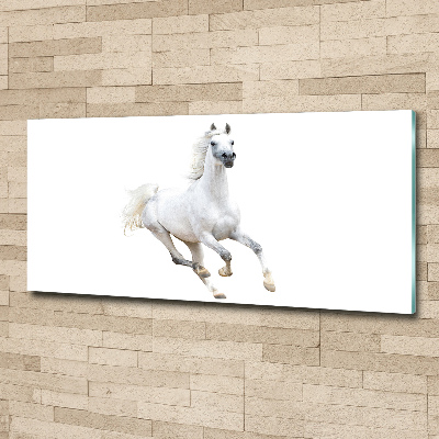 Quadro in vetro acrilico Cavallo arabo bianco