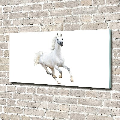 Quadro in vetro acrilico Cavallo arabo bianco