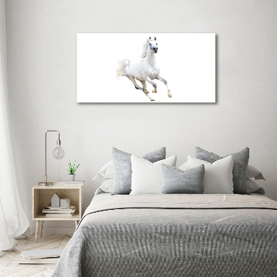 Quadro in vetro acrilico Cavallo arabo bianco
