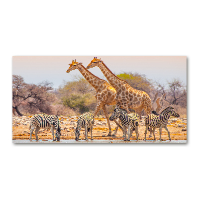 Quadro su vetro acrilico Giraffe e zebre