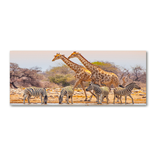 Quadro su vetro acrilico Giraffe e zebre