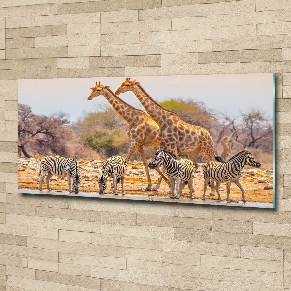 Quadro su vetro acrilico Giraffe e zebre