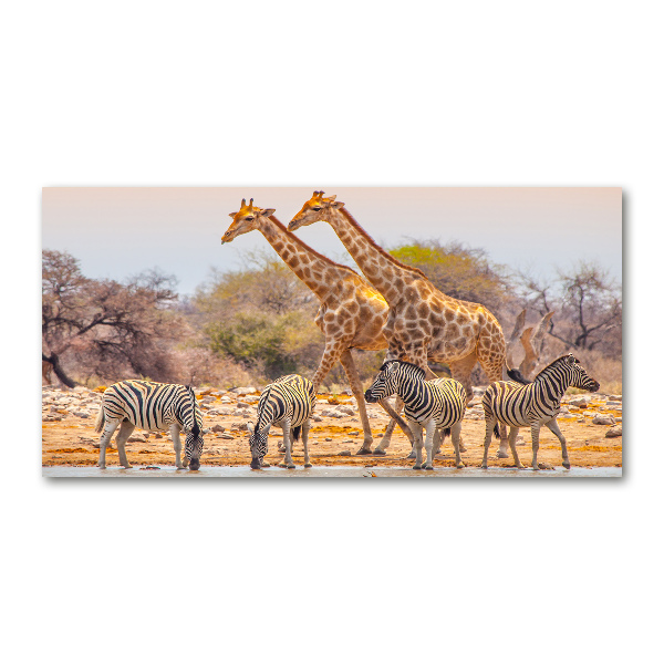 Quadro su vetro acrilico Giraffe e zebre