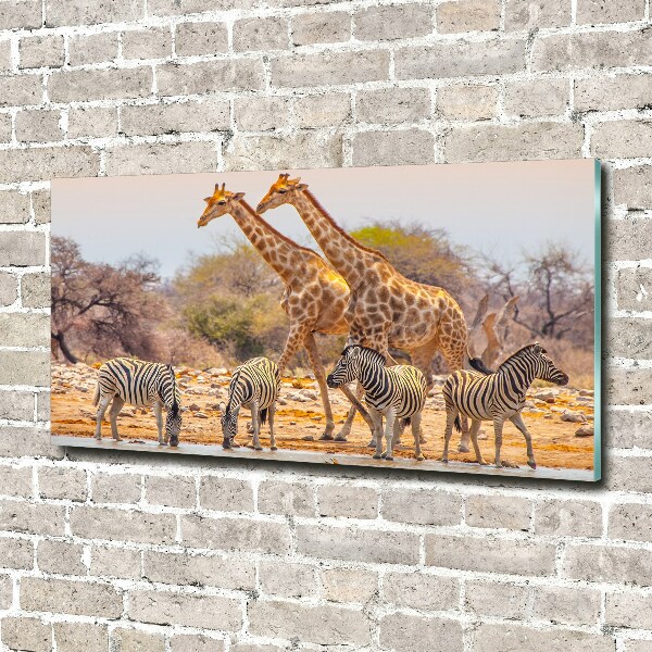 Quadro su vetro acrilico Giraffe e zebre