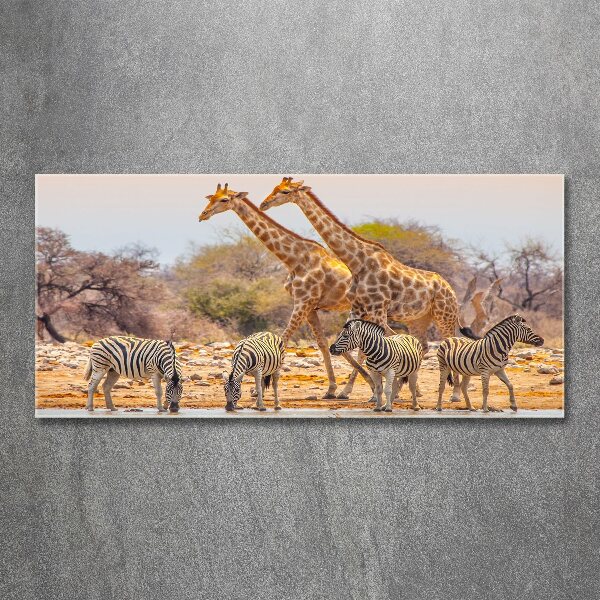 Quadro su vetro acrilico Giraffe e zebre