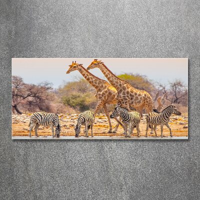 Quadro su vetro acrilico Giraffe e zebre
