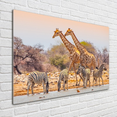 Quadro su vetro acrilico Giraffe e zebre