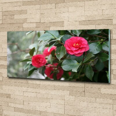 Quadro in vetro acrilico Camelia