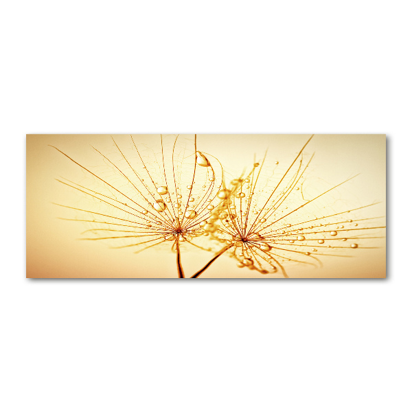 Quadro in vetro acrilico Semi di tarassaco