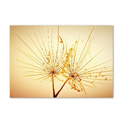 Quadro in vetro acrilico Semi di tarassaco