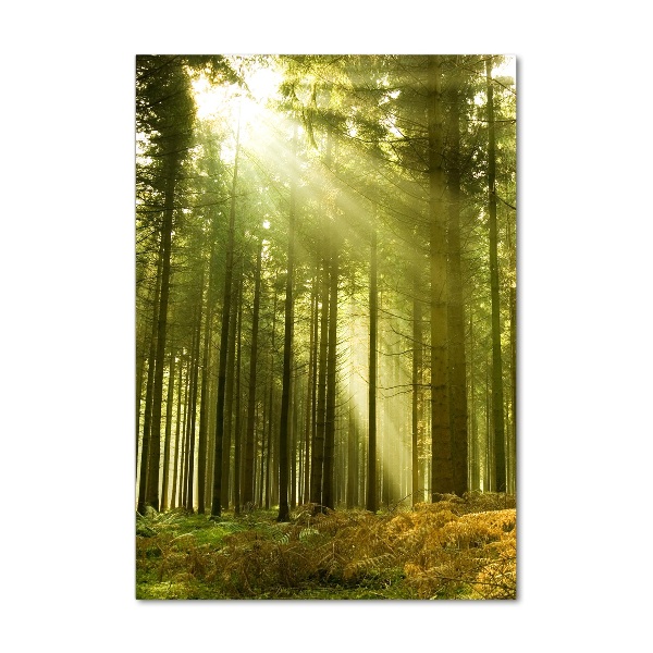 Quadro stampa su vetro acrilico verticale Il sole nella foresta