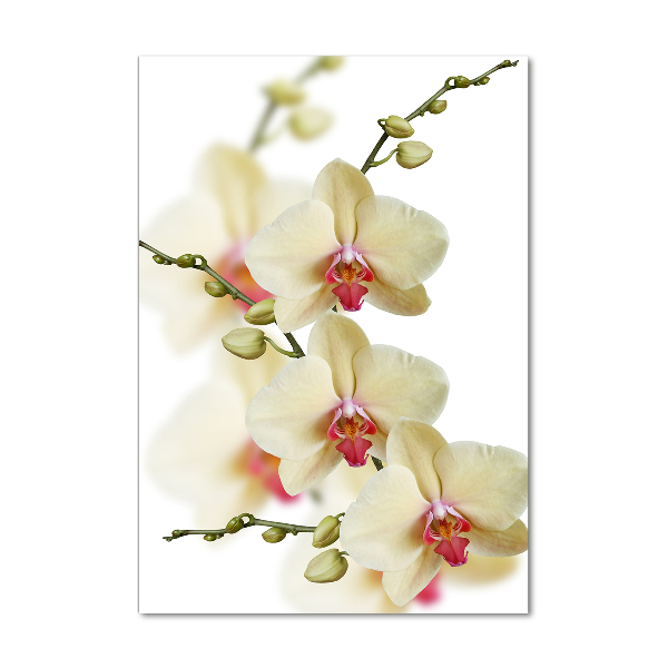 Quadro vetro acrilico verticale Orchidea