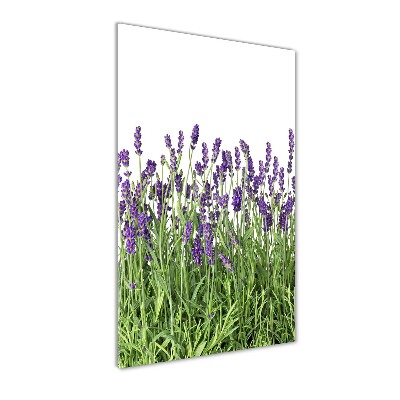 Quadro vetro acrilico verticale Campo di lavanda