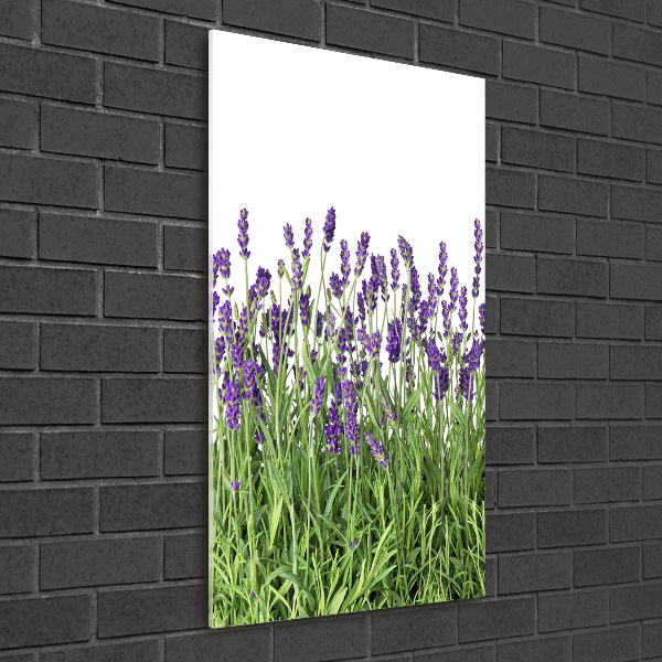 Quadro vetro acrilico verticale Campo di lavanda