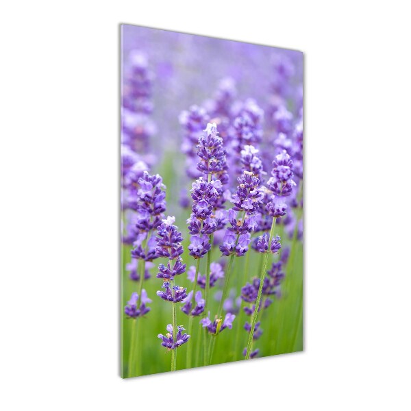 Quadro acrilico verticale Campo di lavanda