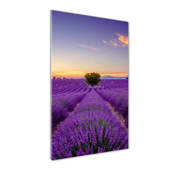 Quadro vetro acrilico verticale Campo di lavanda
