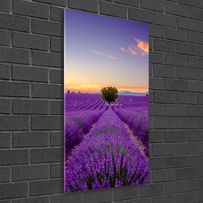 Quadro vetro acrilico verticale Campo di lavanda
