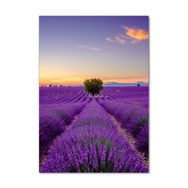 Quadro vetro acrilico verticale Campo di lavanda