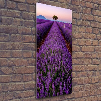 Quadro stampa su vetro acrilico verticale Campo di lavanda