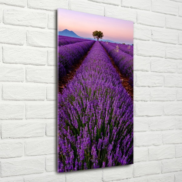 Quadro stampa su vetro acrilico verticale Campo di lavanda