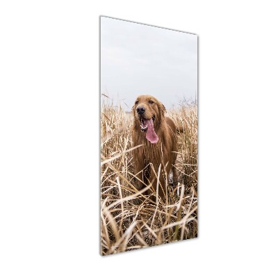Quadro vetro acrilico verticale Golden retriever