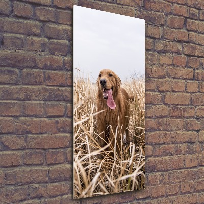 Quadro vetro acrilico verticale Golden retriever