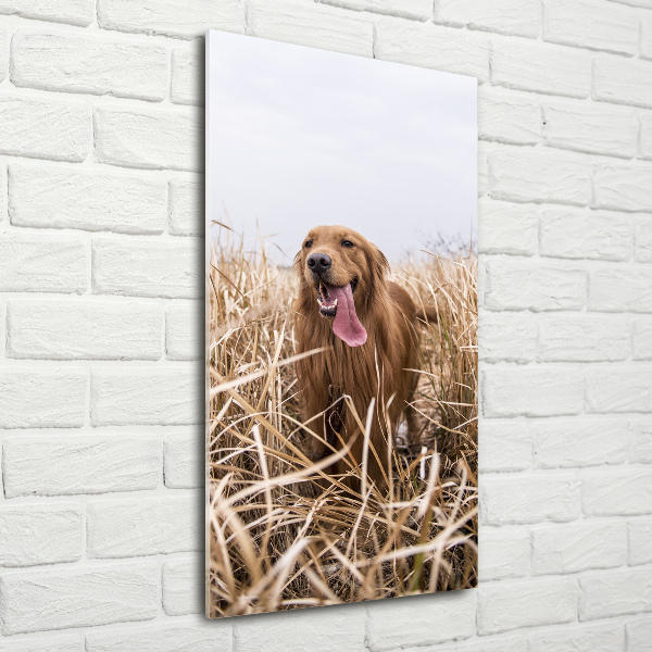 Quadro vetro acrilico verticale Golden retriever