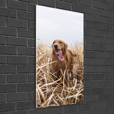 Quadro vetro acrilico verticale Golden retriever